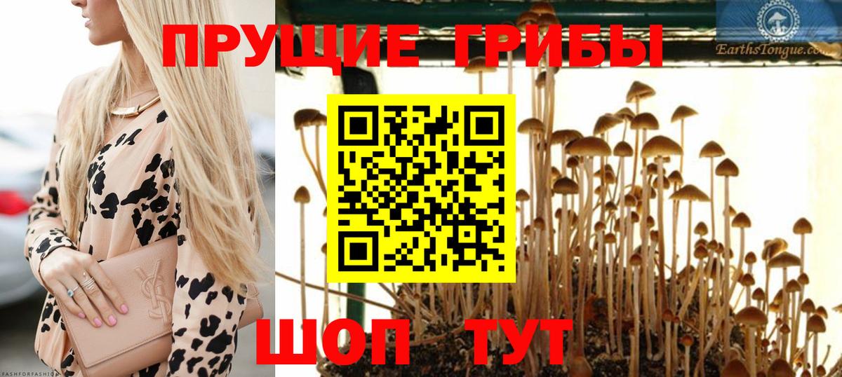 Псилоцибиновые грибы Psilocybine cubensis  Вход с VPN  Тихорецк  Галлюциногенные грибы Psilocybe 